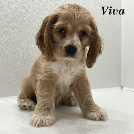 puppy, for, sale, Cocker Spaniel, Joe & Cherri  Overlease, dog, breeder, Miller, MO, dog-breeder, puppy-for-sale, forsale, nearby, find, puppyfind, locator, puppylocator, aca